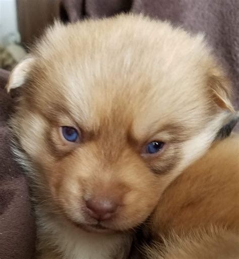 I have 5 boys and 3 girls blue eyes 6 day old , a Thanksgiving gift , if you interested to Siberian Husky please contact us at 617 952 XXXX. . Puppies for sale in vt